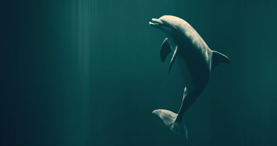a dolphin in the ocean swimming happily