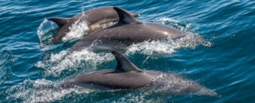 a pod of dolphins swimming at the surface of the water
