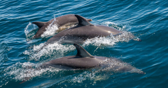 a pod of dolphins swimming at the surface of the water