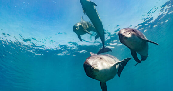 a pod of dolphins swimming towards a human