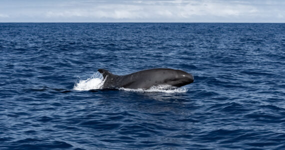 a false killer whale swimming in the ocean