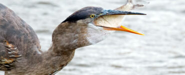 great blue heron swallowing a fish