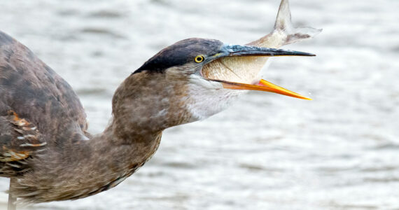 great blue heron swallowing a fish