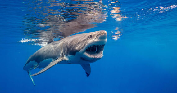 a great white shark swimming with its mouth open