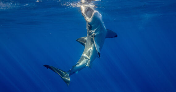 a great white shark in the ocean