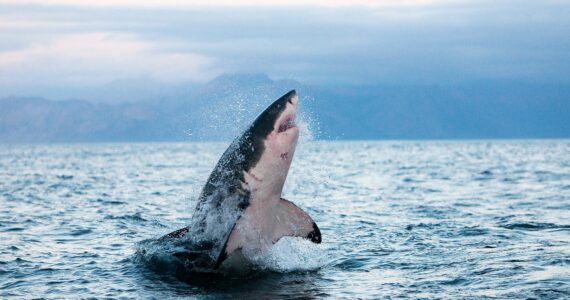 a great white shark breaching the surface of the ocean
