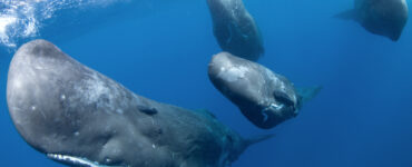 a pod of sperm whales swimming in the ocean