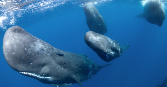 a pod of sperm whales swimming in the ocean