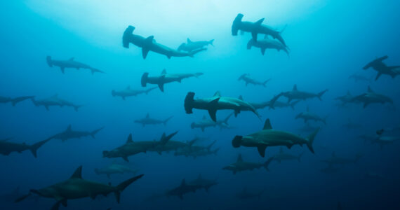 a school of hammerhead sharks in the ocean