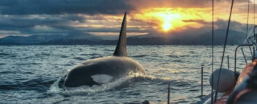 an orca swimming alongside a sailboat