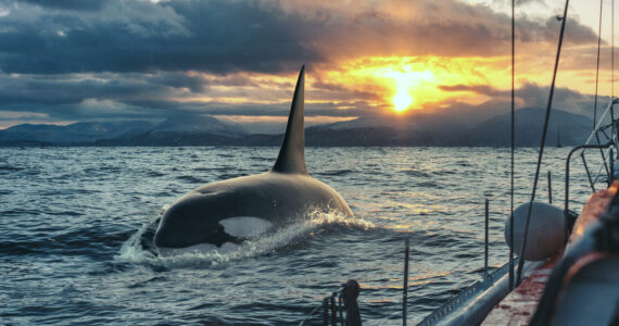 an orca swimming alongside a sailboat
