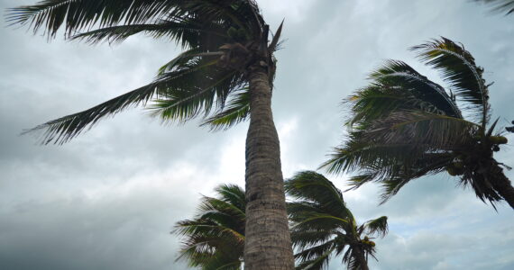 palm trees blowing in the wind of a hurricane