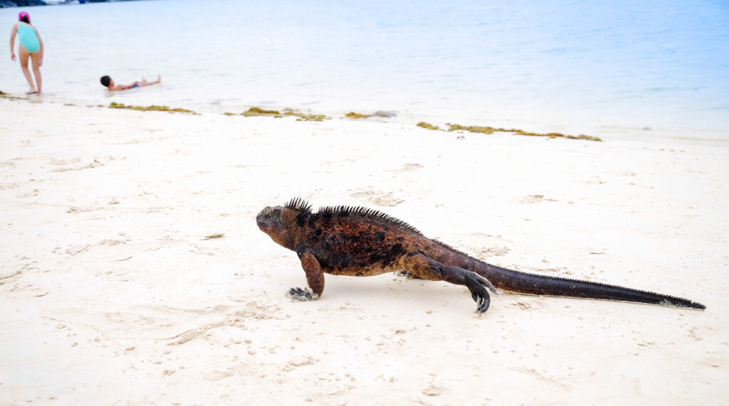 a massive marine iguana walking on a beach