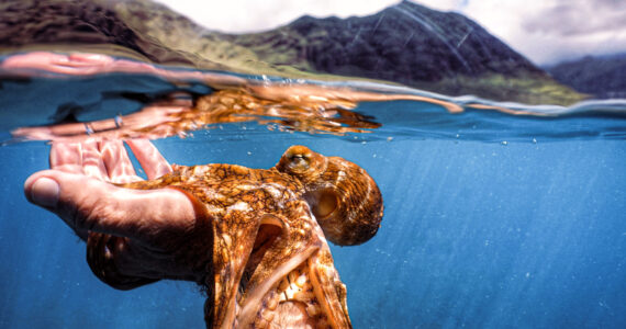 a picture of a hand holding an octopus underwater