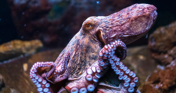 an octopus resting underwater