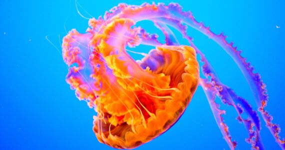 an orange jellyfish swimming in the ocean