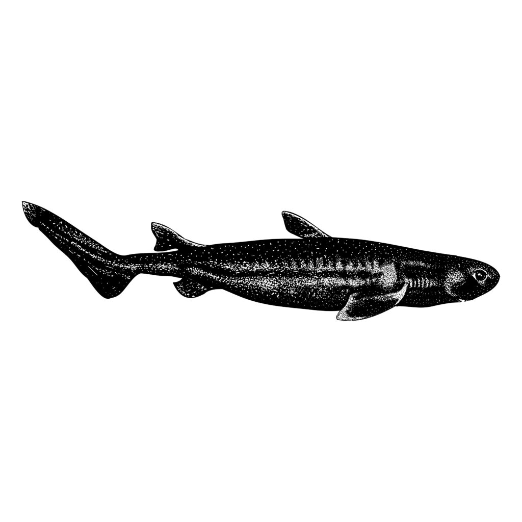 an illustration of a kitefin shark