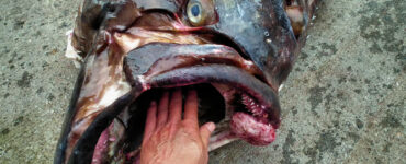 a person sticking their hand in the mouth of a giant halibut