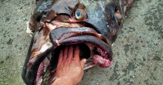 a person sticking their hand in the mouth of a giant halibut