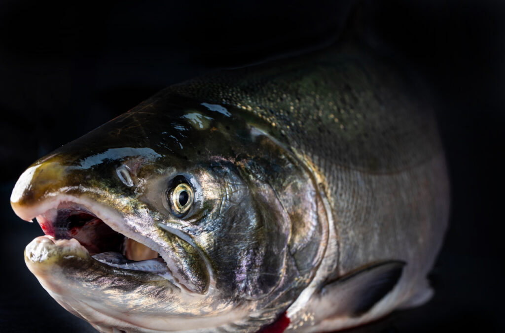 a massive salmon on a black background