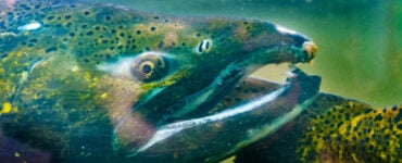 a close up of a massive salmon underwater