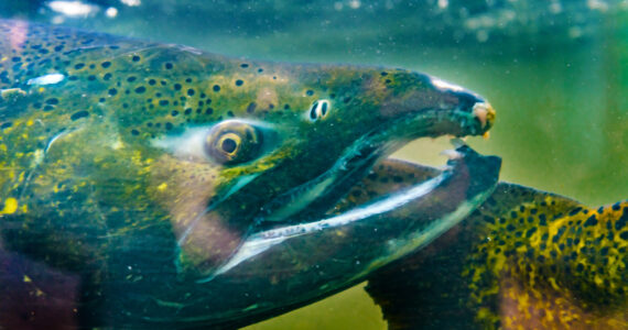 a close up of a massive salmon underwater