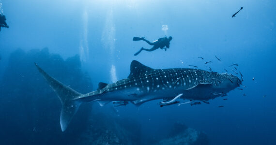 a diver swiming with a whale shark