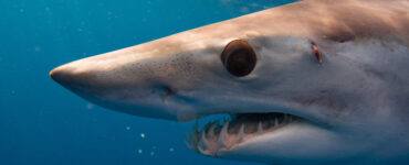 a close up of a mako shark in the ocean