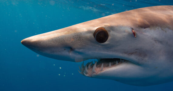 a close up of a mako shark in the ocean