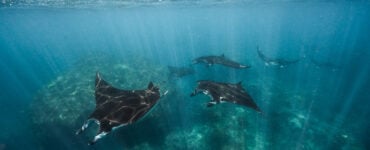 a school of manta rays swimming in the ocean