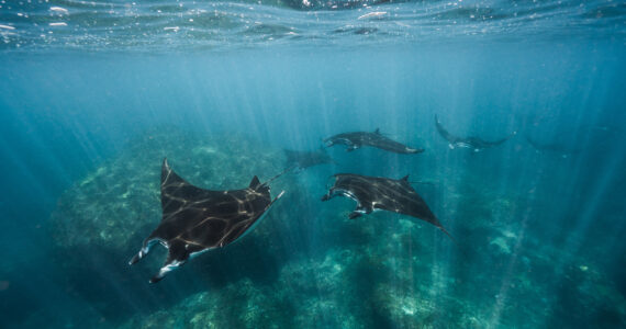 a school of manta rays swimming in the ocean