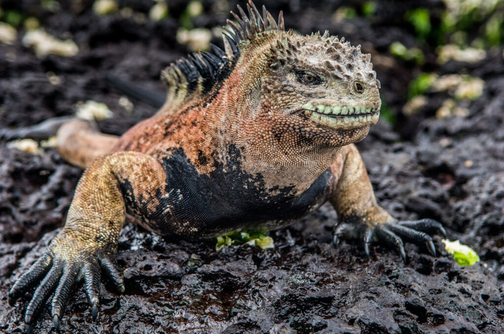 a marine iguana on the rocky beach