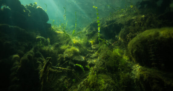 an underwater shot of the most dangerous body of water in the world