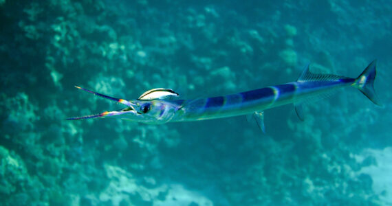 a needlefish swimming with its mouth open