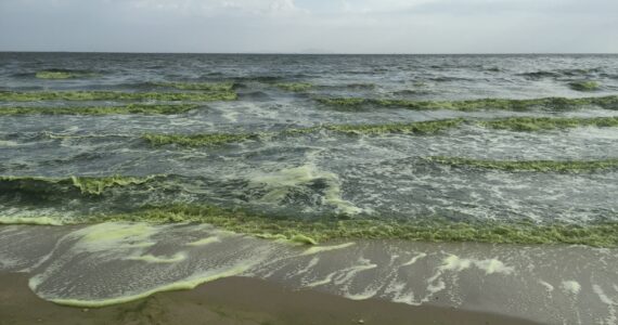 a view of the ocean turning green due to phytoplankton and climate change