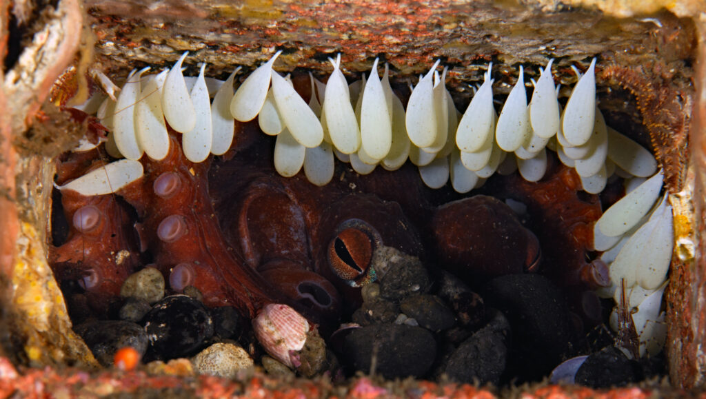 an octopus in a coral reef with its eggs