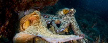 two octopuses mating underwater