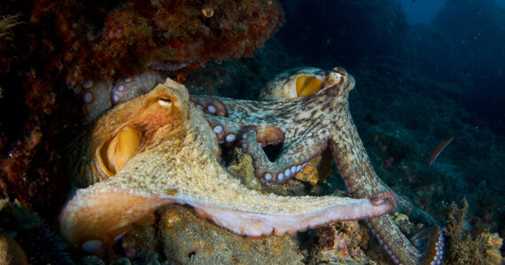 two octopuses mating underwater