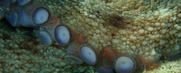 a close up view of octopus suckers
