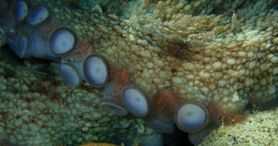 a close up view of octopus suckers