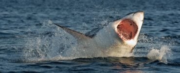 a great white shark breaching the surface of the water