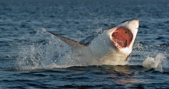a great white shark breaching the surface of the water