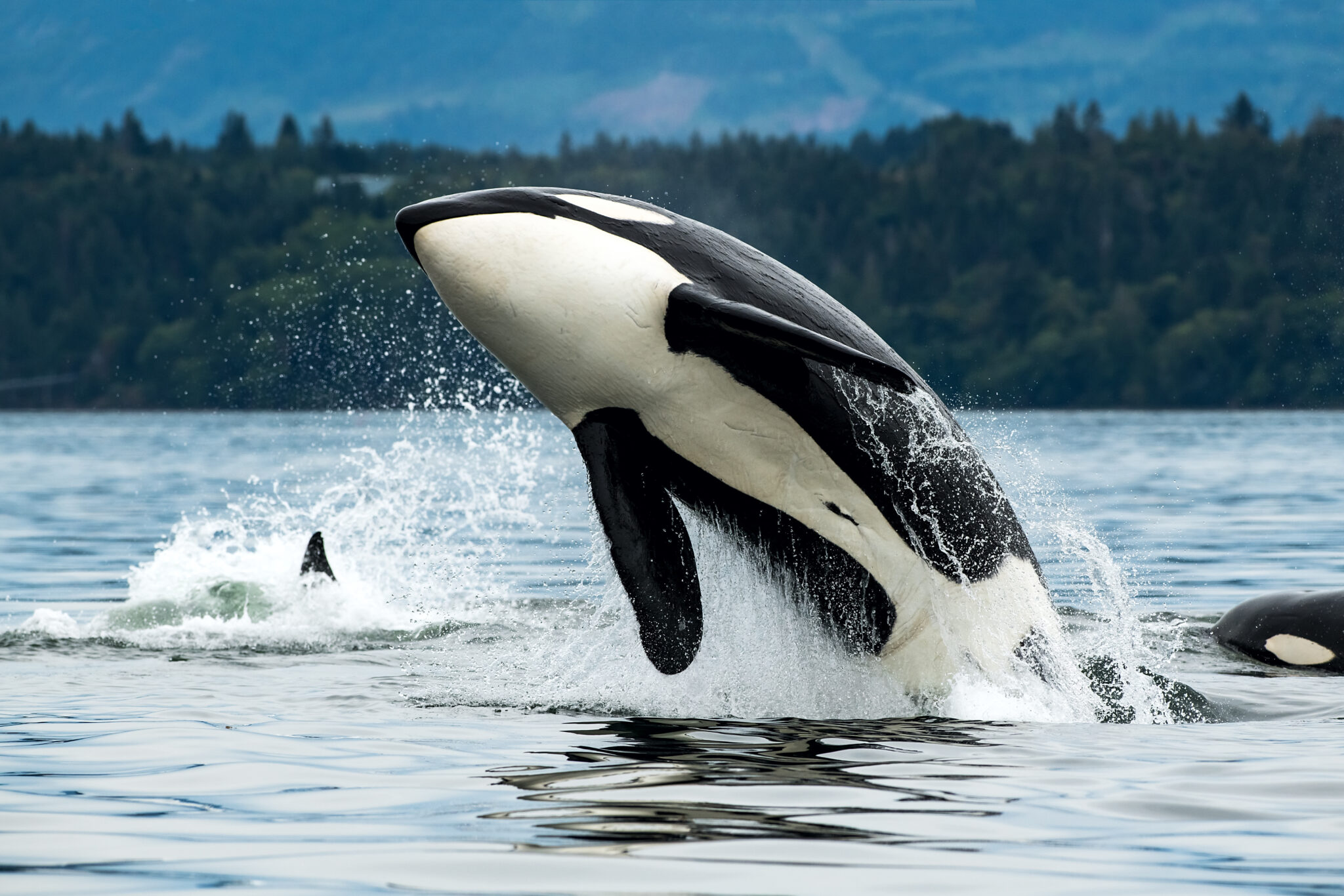 Where Do Killer Whales Live Where Do Killer Whales Live