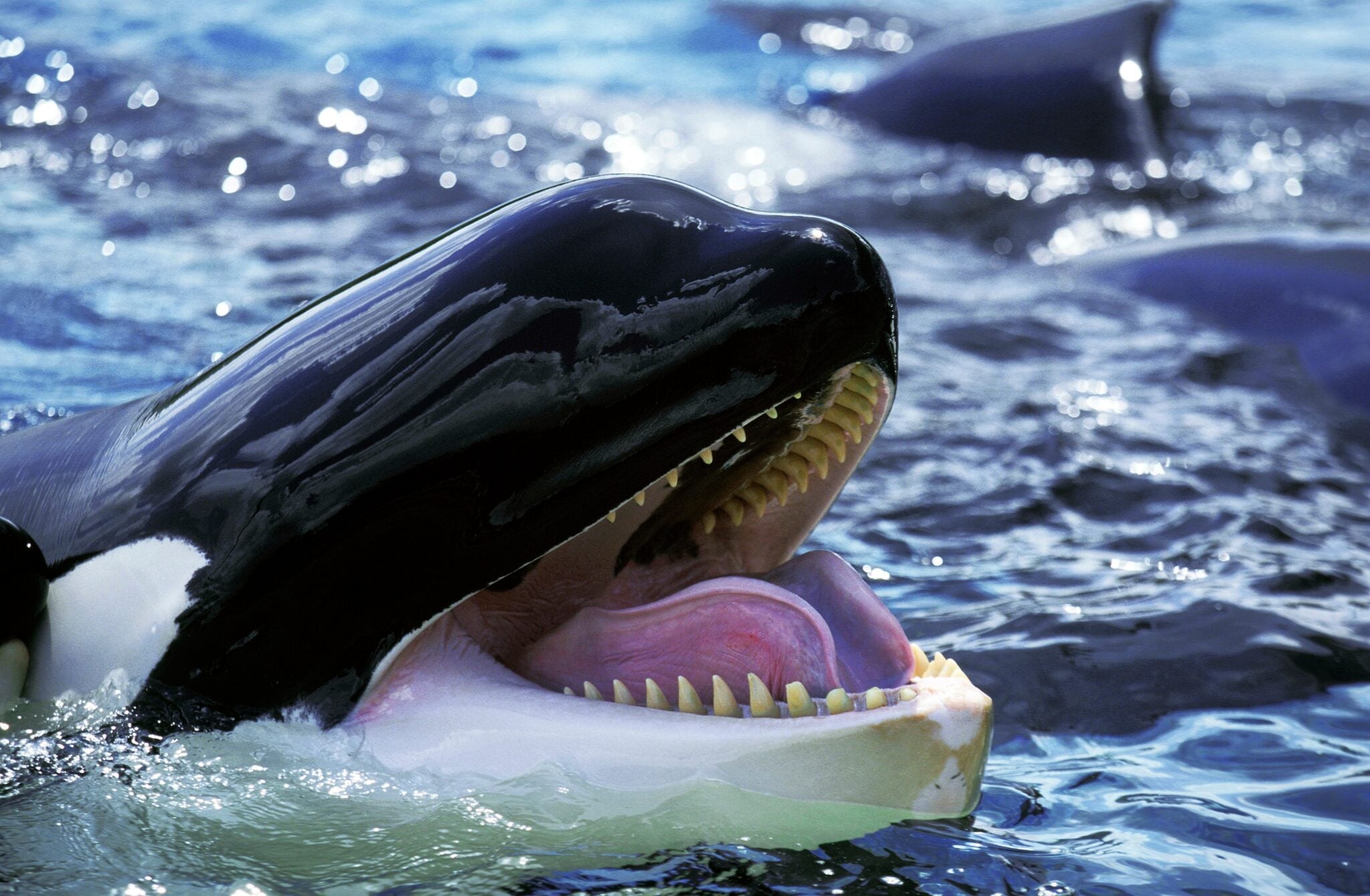 Do Orcas Eat Moose Do orcas eat moose