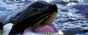 an orca with its mouth open showing sharp teeth