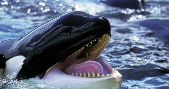 an orca with its mouth open showing sharp teeth