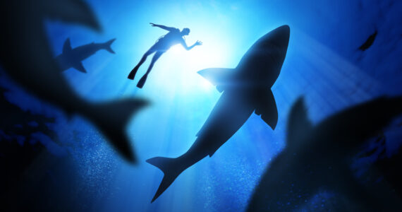 a large number of sharks swimming below a diver, possible about to attack