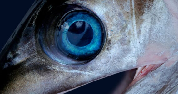 a close up of a billfish eye