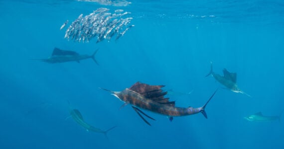 a school of sailfish swimming underwater