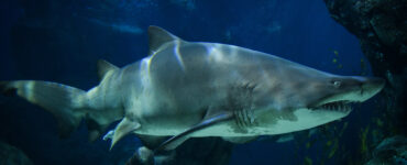 a sand tiger shark swimming underwater